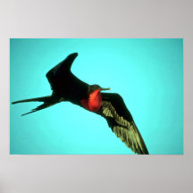 Underbara Frigatebird i flyg Posters