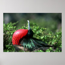 Underbara Frigatebird, Male kurtis med stora Gular Print