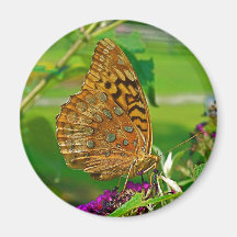 Underbaren Spangled Fritillaryfjärilen Kylskåps Magneter