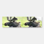 Ung älg bildekaler