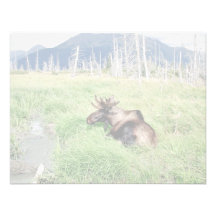 Ung älg inbjudningar
