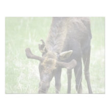 Ung älg som äter gräs anpassade inbjudan