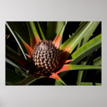 Ung ananas posters