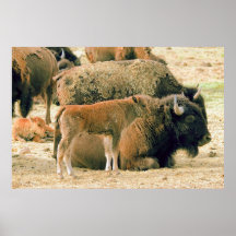 Ung & gammal Bison Posters