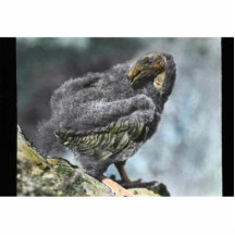 ung Kalifornien condor Cut Out