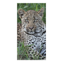 Ung Leopard Anpassingsbara Fotokort