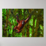 Ung Orangutan i affisch för djungeldjurlivkonst