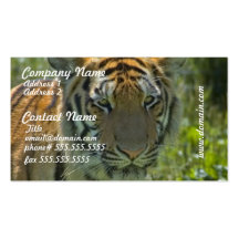 Unga tigerungevisitkortar