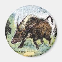 Ungulate: vildsvin kylskåpmagneter