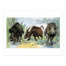 Ungulate: vildsvin vykort