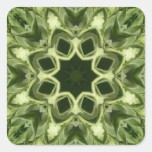 Unopened Sunflower #4.jpg Square Sticker