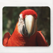 Upp nära och personlig scharlakansröd Macaw Mus Mattor