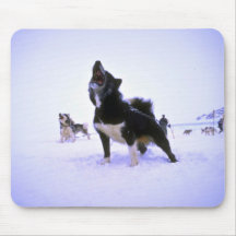 Upphetsad sledhund musmatta
