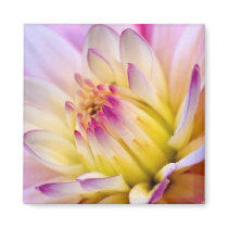 Uppvecklingsblomma - magnet