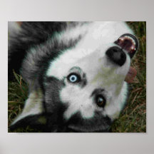 UpsideDown Husky Affisch