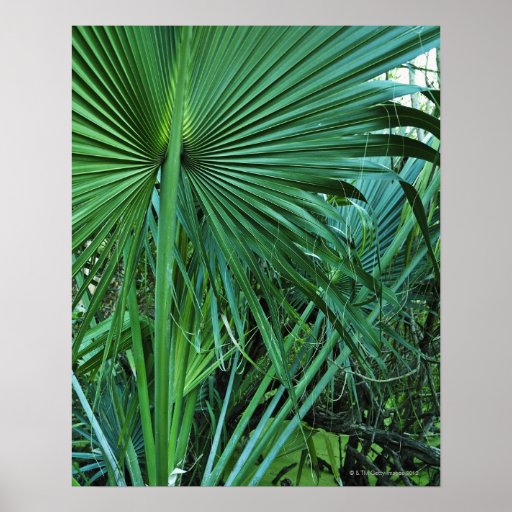 US Virgin Islands, St Thomas, tropiska löv Posters