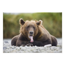 USA Alaska, Katmai nationalpark, Kukak fjärd, Fotontryck