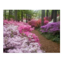 USA; Georgia; Gräsberg. Azaleas på 2 Vykort