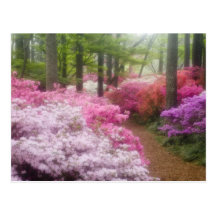 USA; Georgia; Gräsberg. Azaleas på Vykort