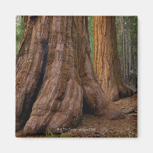 USA Kalifornien, jätte- Sequoiaträd Kylskåpmagneter