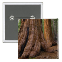 USA Kalifornien, jätte- Sequoiaträd Nål