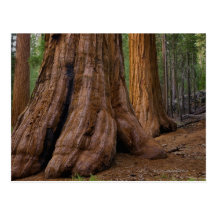 USA Kalifornien, jätte- Sequoiaträd Vykort