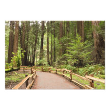 USA Kalifornien, Marin County, Muir skogen Fotografiskt Tryck