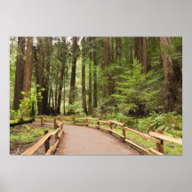 USA Kalifornien, Marin County, Muir skogen Posters