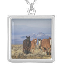 USA Wyoming, nära den Cody gruppen av hästar, hjär Hängsmycke