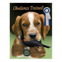 utbildad obedience för welsh springerspaniel vykort