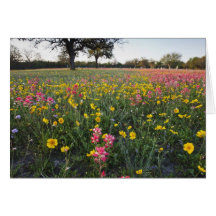 Vägrenvildblommar i Texas, vår 3 Hälsnings Kort
