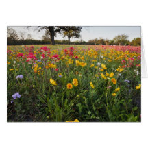 Vägrenvildblommar i Texas, vår Hälsnings Kort