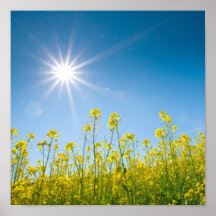våldta sätter in i sommar affischer
