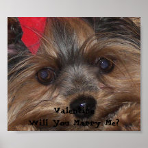 Valentinen Yorkie ska dig att gifta sig mig? Print