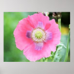 Vallmoblom - papaver - somniferum affischer