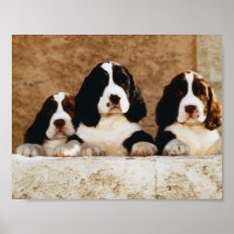 Valpar för Spaniel för engelsk Springer Print