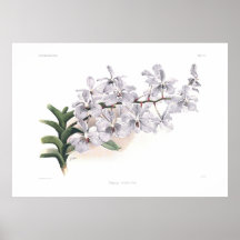 Vanda coerulea posters