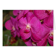 Vanda jason robert orchid hälsningskort