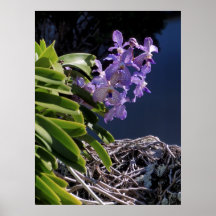 Vanda Orchid Print