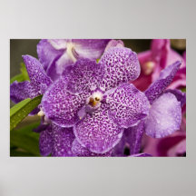 Vanda Orchid Affischer