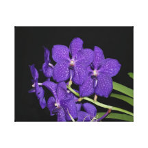 Vanda orchid canvasduk med gallerikvalitet 