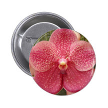 Vanda Orchid Knappar Med Nål