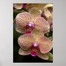 Vanda Orchidaffisch