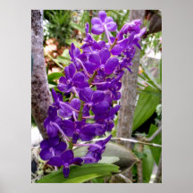 Vanda Orchids Print