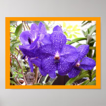 Vanda Pachara Orchid Affischer
