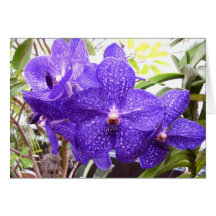 Vanda Pachara Orchid Hälsnings Kort