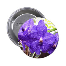Vanda Pachara Orchid Knapp Med Nål
