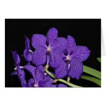 Vanda pacharaorchid hälsnings kort