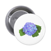 vanlig hortensia knappar