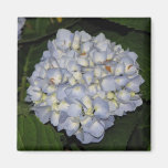 Vanlig hortensia kylskåpmagneter